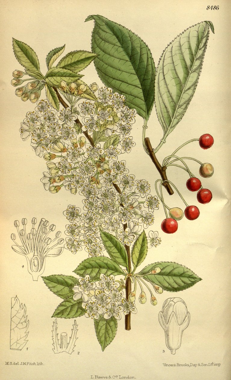 Prunus pensylvanica, Rosaceae autorstwa J.N. Fitch