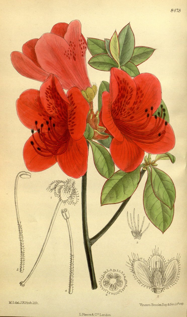 Rhododendron sublanceolatum (= Rhododendron scabrum), Ericaceae autorstwa J.N. Fitch