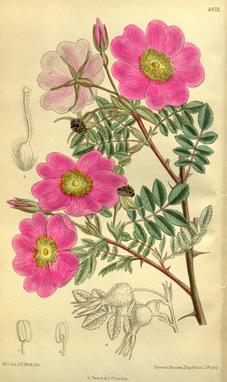 Rosa_sertata autorstwa J.N. Fitch