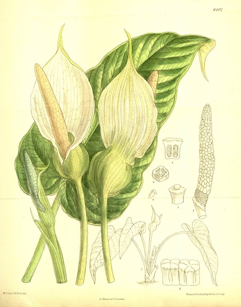 Caladium pubescens, Araceae autorstwa J.N. Fitch