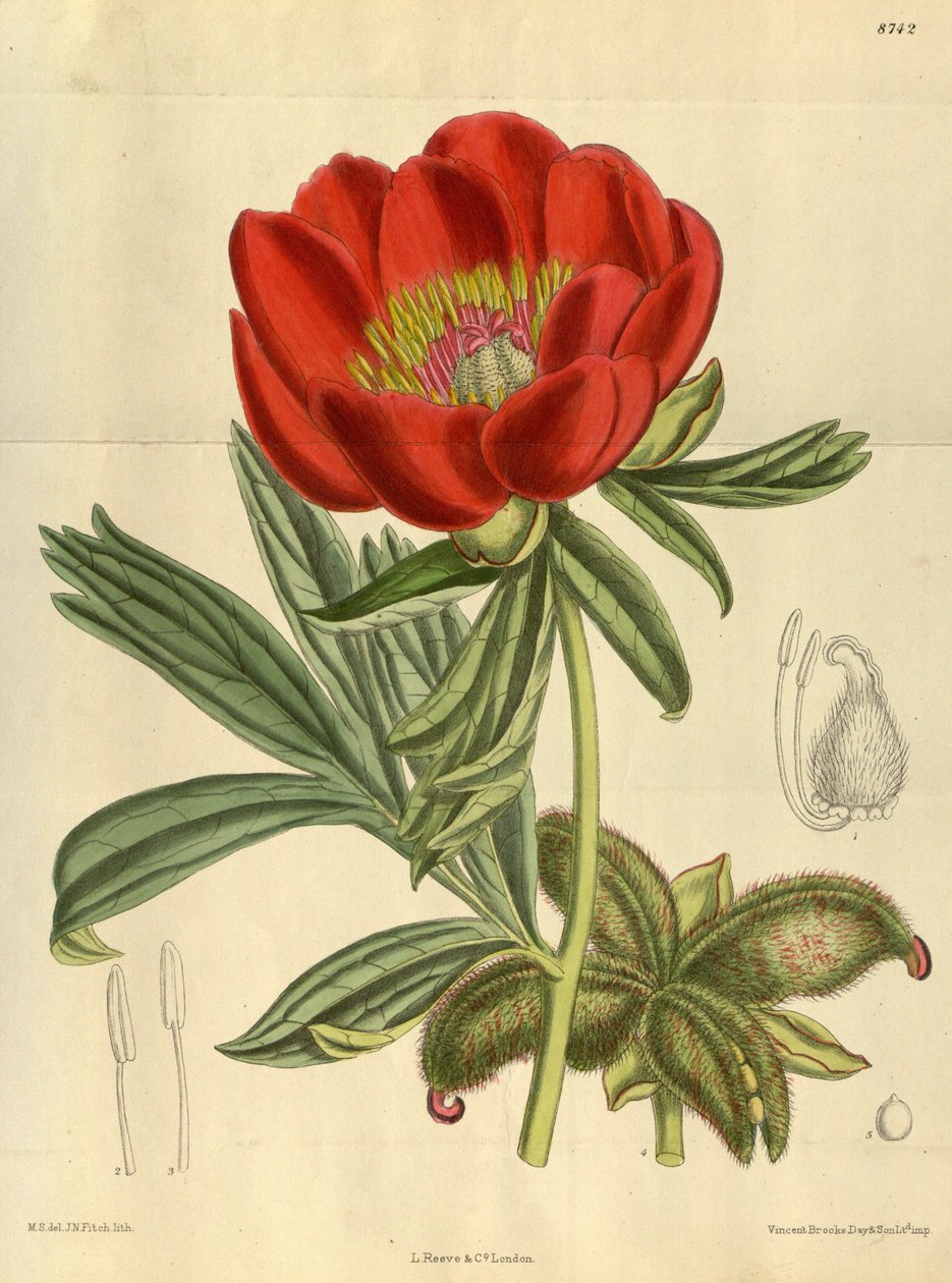 Paeonia peregrina, Paeoniaceae autorstwa J.N. Fitch
