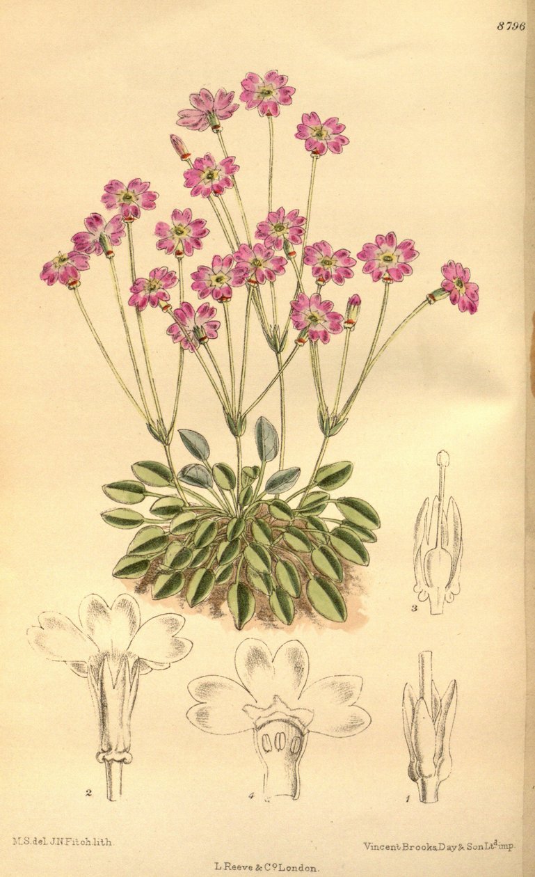 Primula tibetica , Primulaceae autorstwa J.N. Fitch