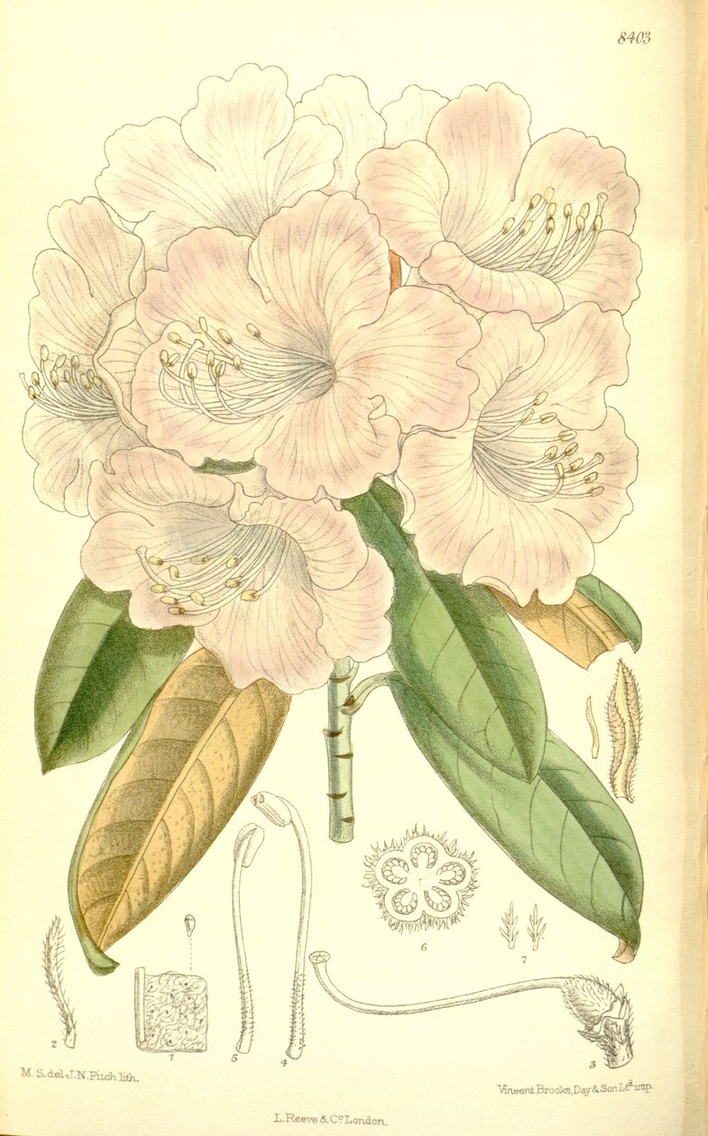 Rododendron japonicum autorstwa J.N. Fitch