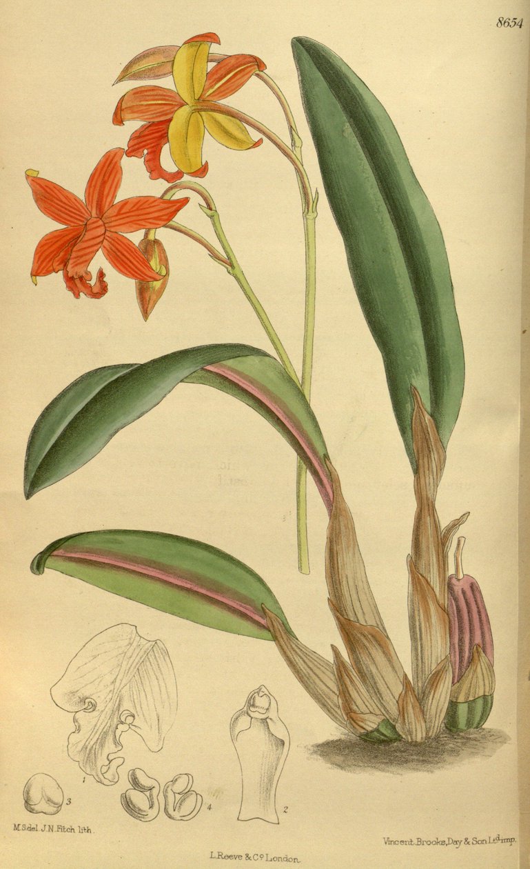 Sophrolaelia psyche, Orchidaceae autorstwa J.N. Fitch
