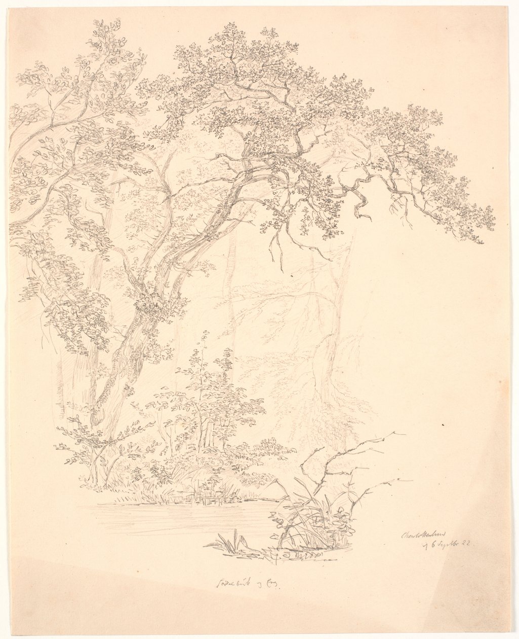 Drzewa autorstwa J.P. Møller