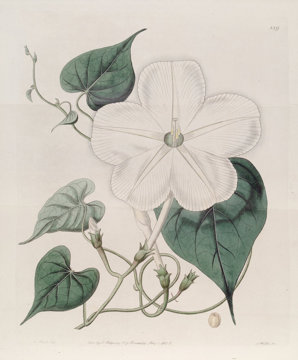 Ipomoea alba autorstwa J.Sims
