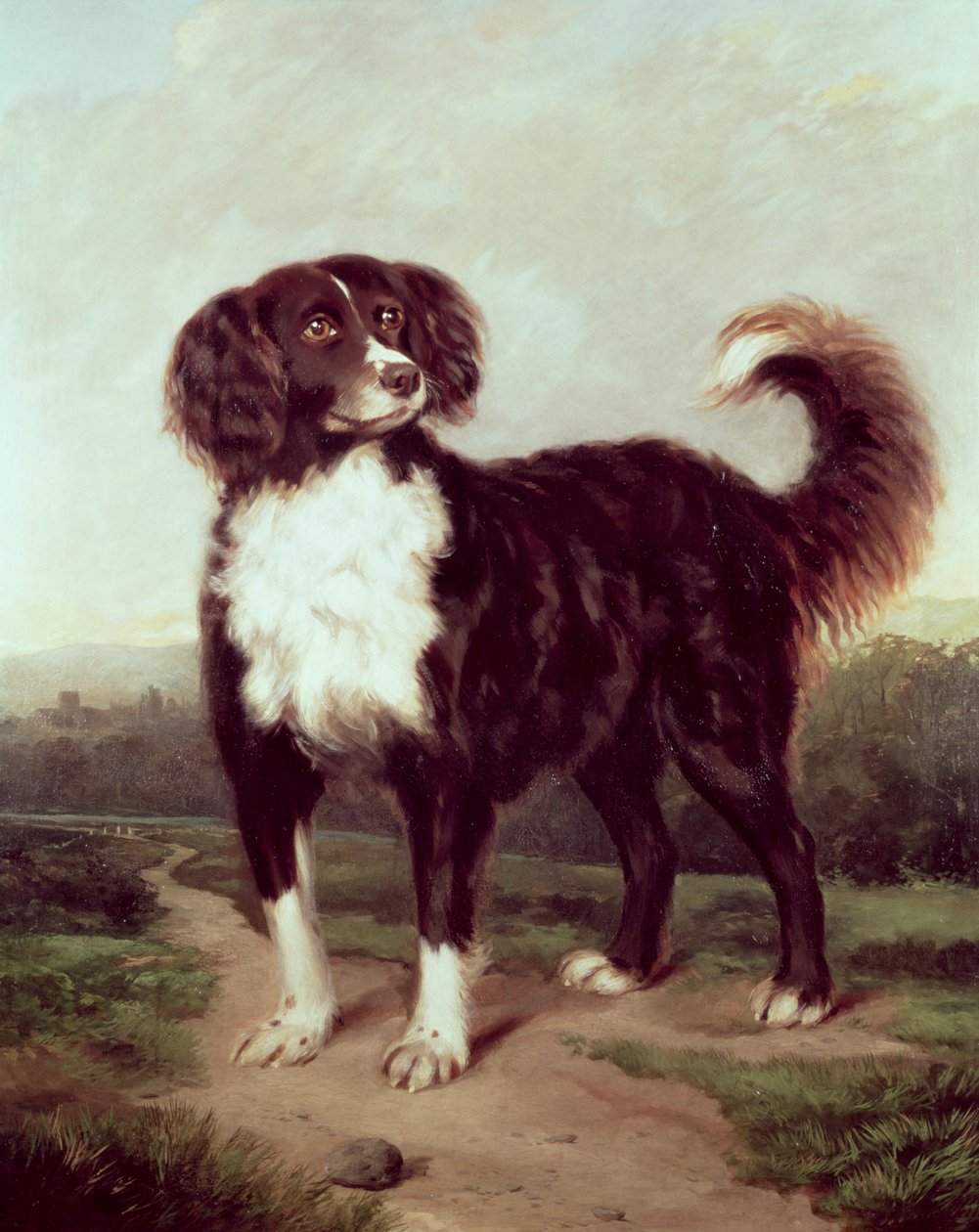 Spaniel autorstwa J.W. Morris