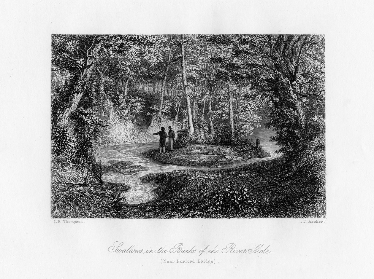 Jaskółki na brzegu rzeki Mole, Surrey, XIX w. autorstwa J. Archer