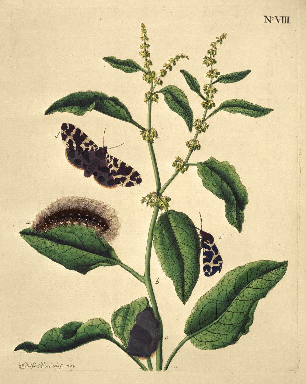 Motyle, gąsienice i rośliny: Plate VIII by J. Dutfield autorstwa J. Dutfield