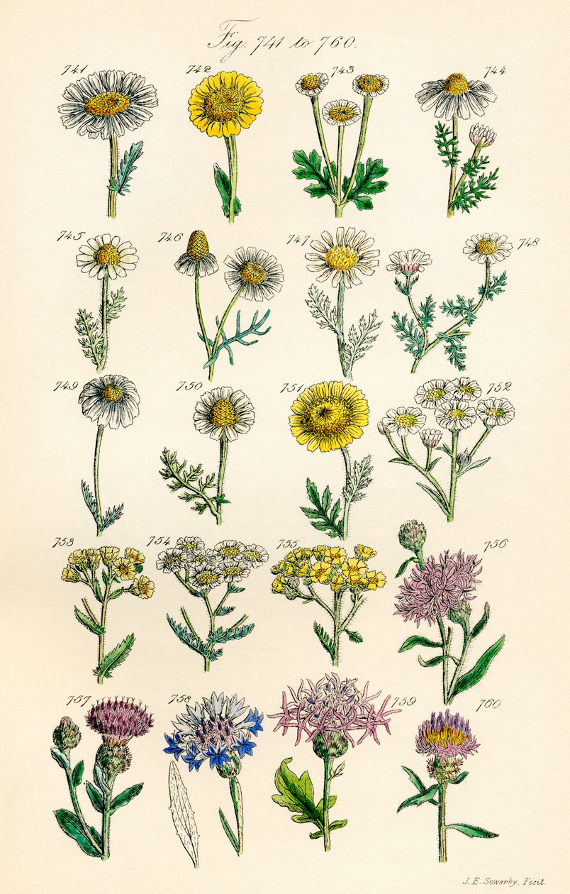 Strona kolorowych ilustracji z British Wild Flowers po pracy J.E. Sowerby