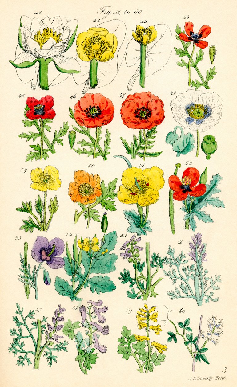 Strona kolorowych ilustracji z British Wild Flowers po pracy J.E. Sowerby
