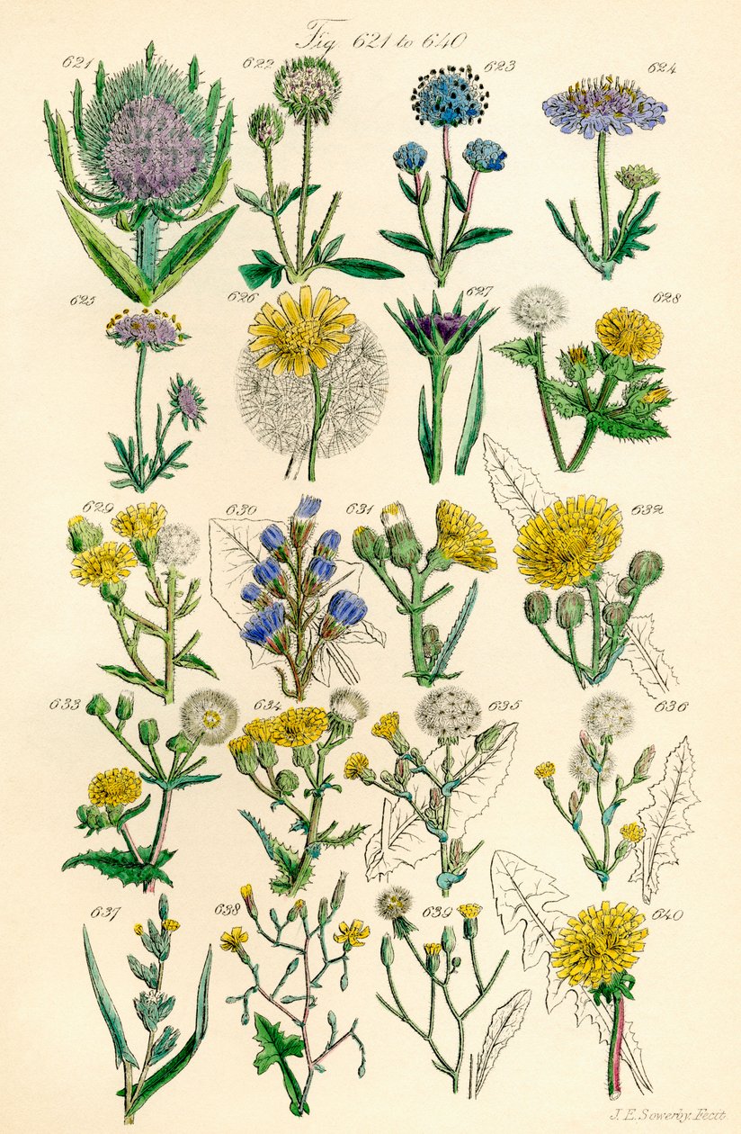 Strona kolorowych ilustracji z British Wild Flowers po pracy J.E. Sowerby