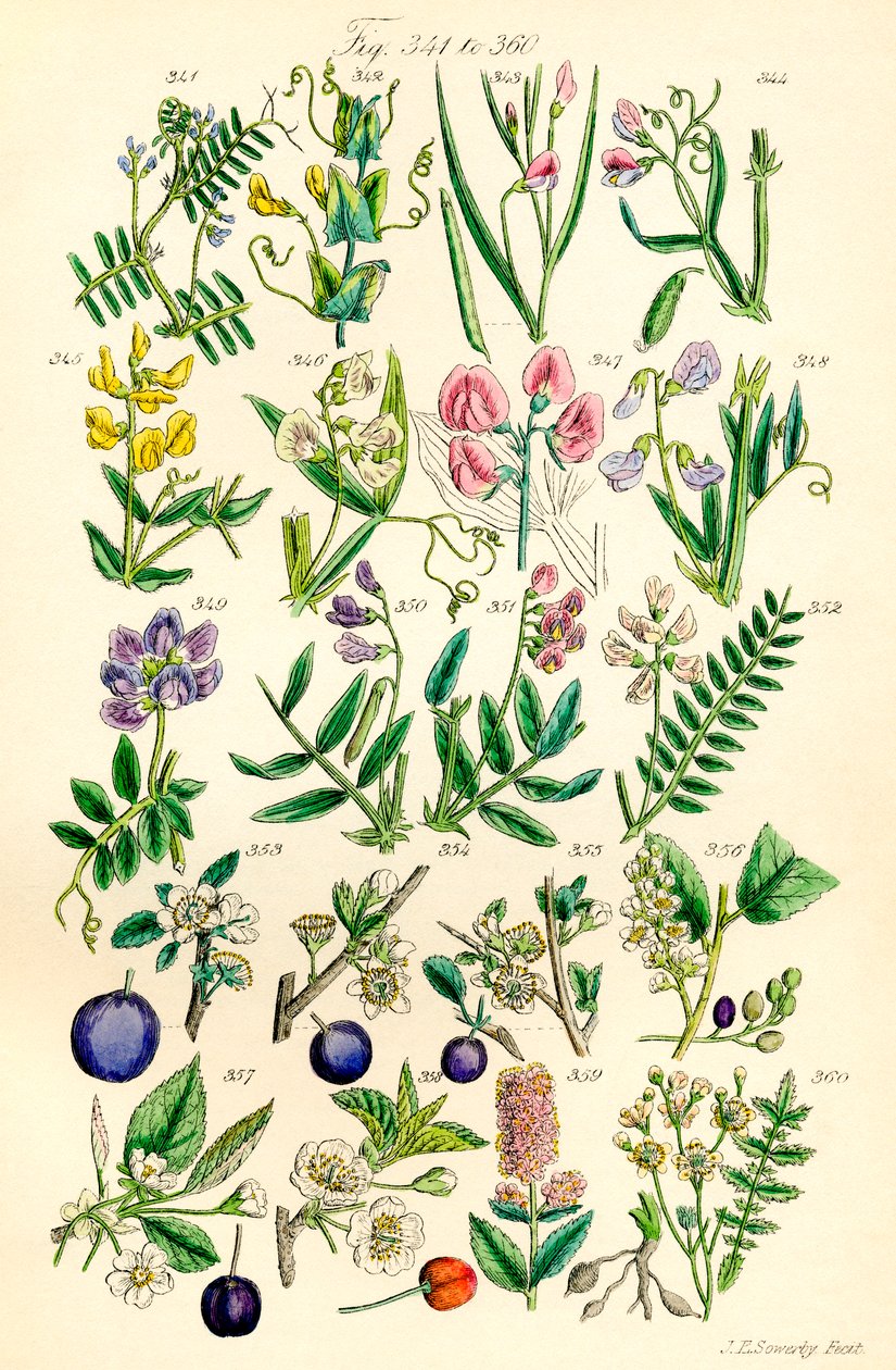 Strona kolorowych ilustracji z British Wild Flowers po pracy J.E. Sowerby