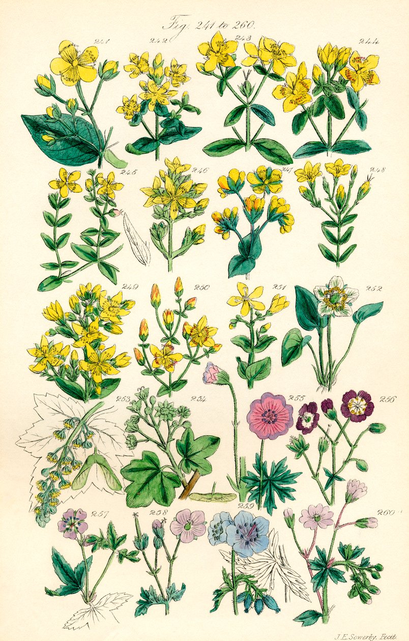 Strona kolorowych ilustracji z British Wild Flowers po pracy J.E. Sowerby