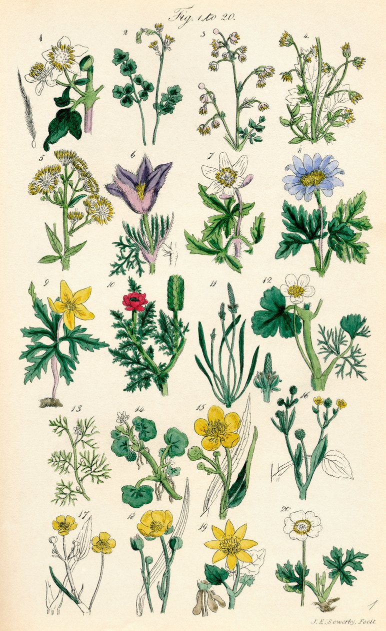 Strona kolorowych ilustracji z British Wild Flowers po pracy J.E. Sowerby