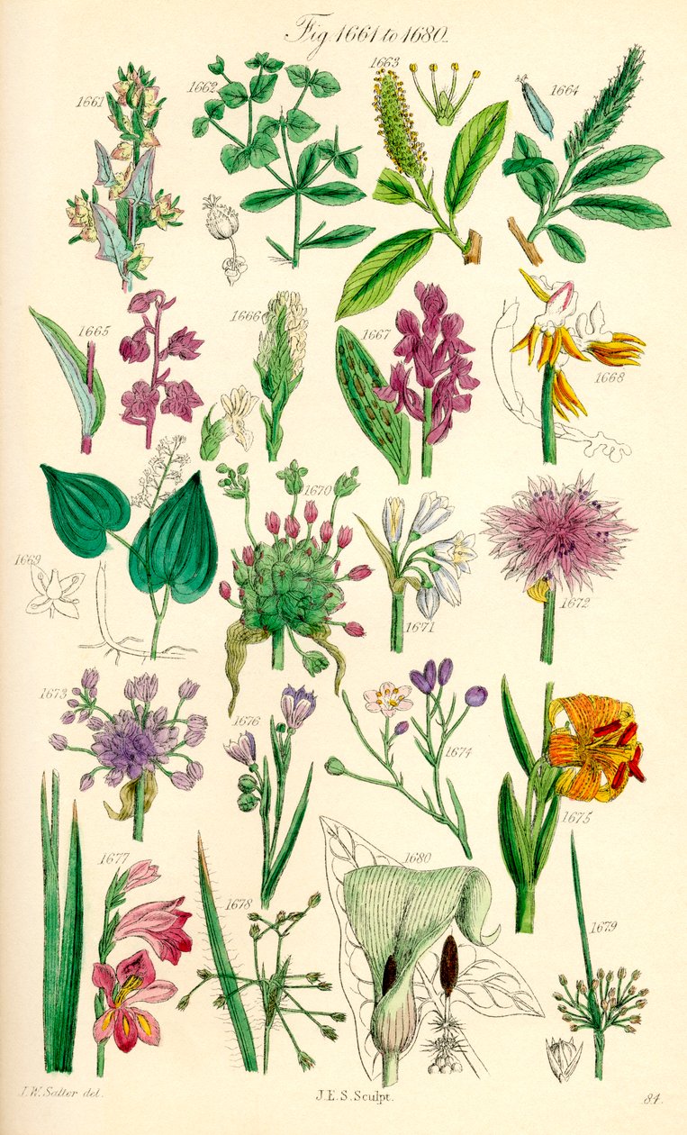 Strona kolorowych ilustracji z British Wild Flowers po pracy J.E. Sowerby