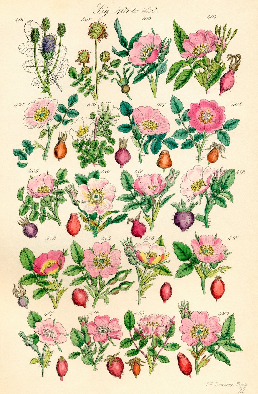 Strona kolorowych ilustracji z British Wild Flowers po pracy J.E. Sowerby