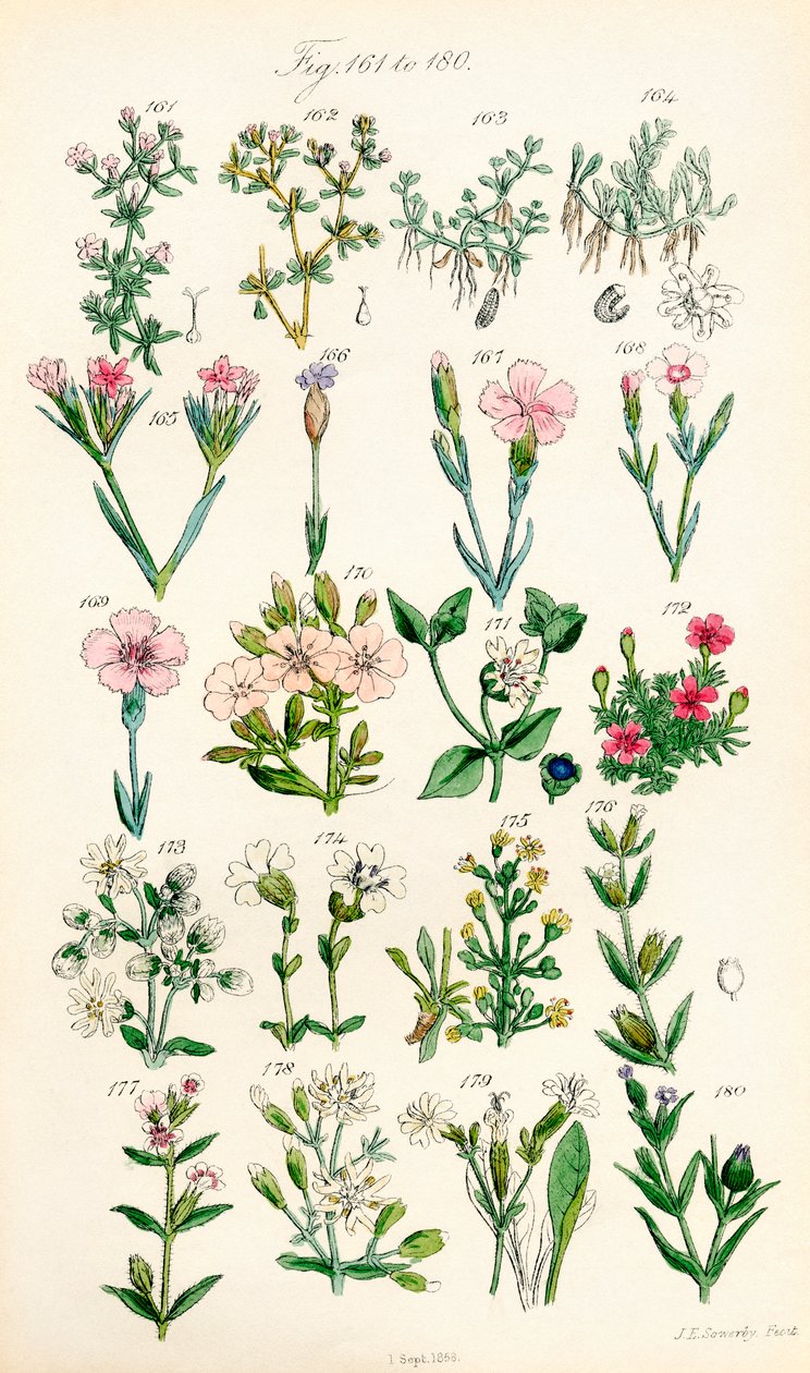 Strona kolorowych ilustracji z British Wild Flowers po pracy J.E. Sowerby