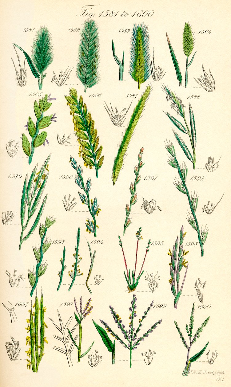 Strona kolorowych ilustracji z British Wild Flowers po pracy J.E. Sowerby