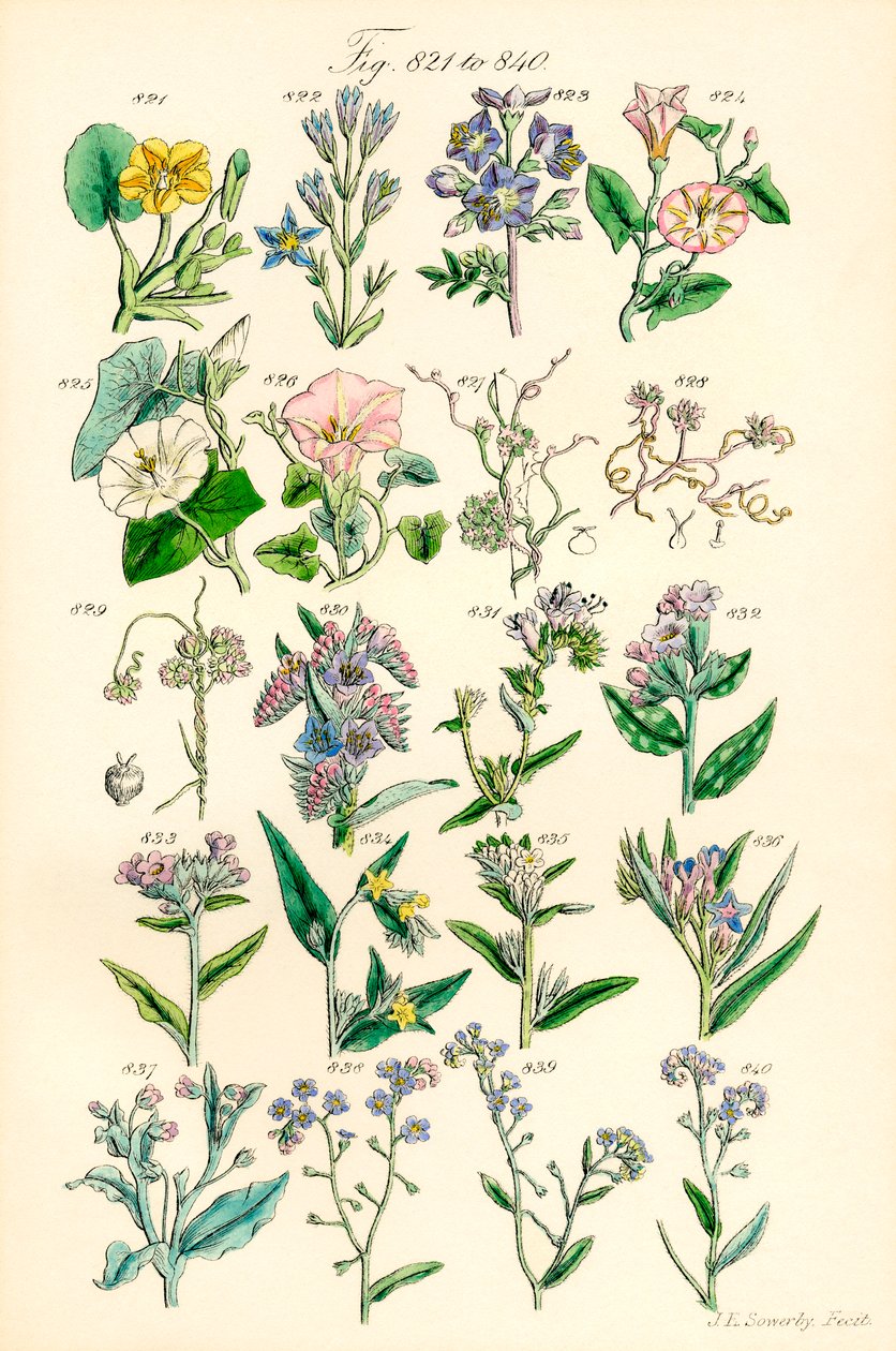 Strona kolorowych ilustracji z British Wild Flowers po pracy J.E. Sowerby
