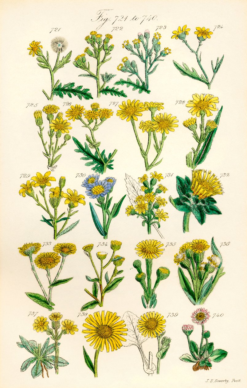 Strona kolorowych ilustracji z British Wild Flowers po pracy J.E. Sowerby