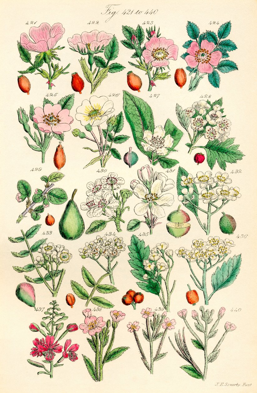 Strona kolorowych ilustracji z British Wild Flowers po pracy J.E. Sowerby