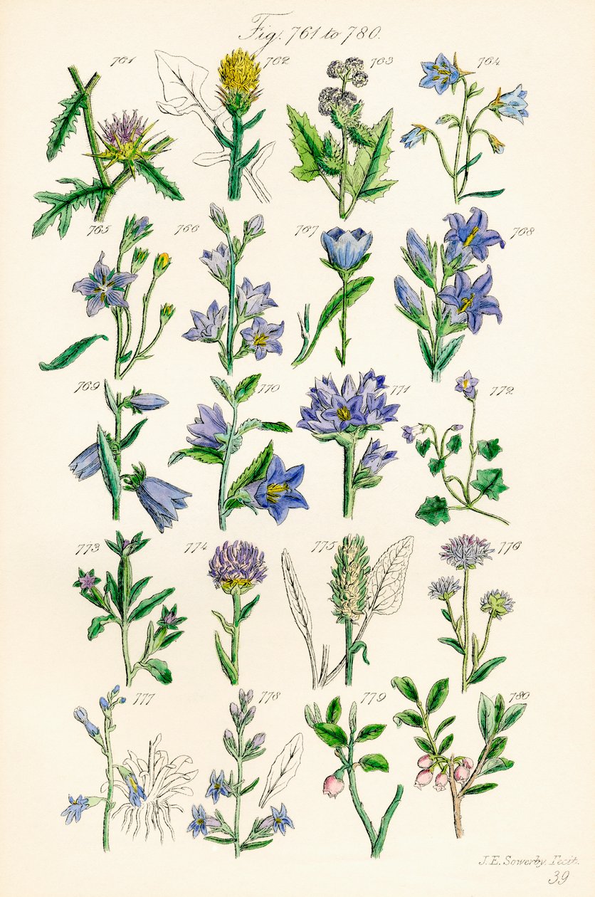 Strona kolorowych ilustracji z British Wild Flowers po pracy J.E. Sowerby