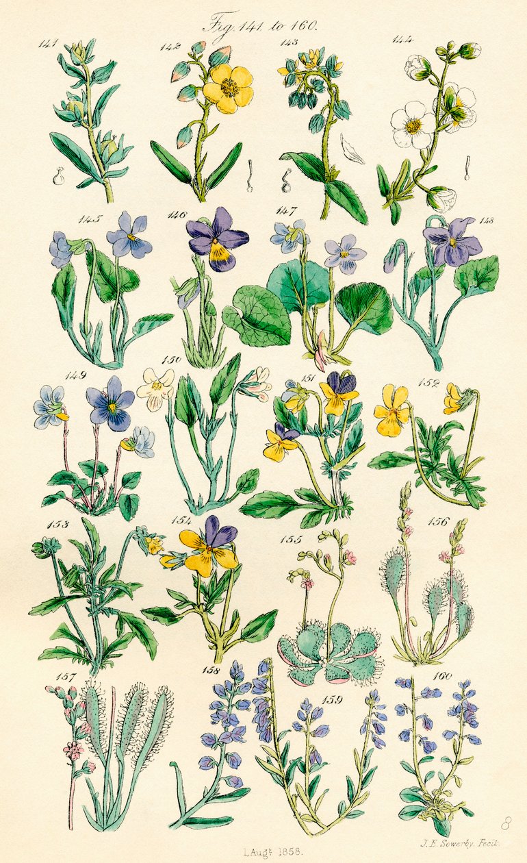 Strona kolorowych ilustracji z British Wild Flowers po pracy J.E. Sowerby