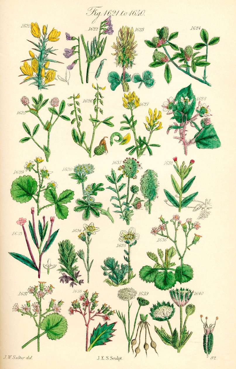 Strona kolorowych ilustracji z British Wild Flowers po pracy J.E. Sowerby