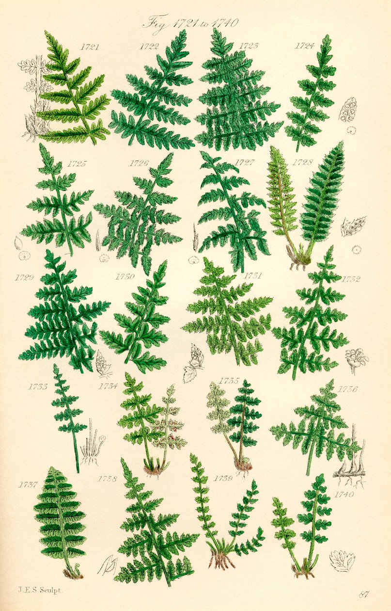 Strona kolorowych ilustracji z British Wild Flowers po pracy J.E. Sowerby