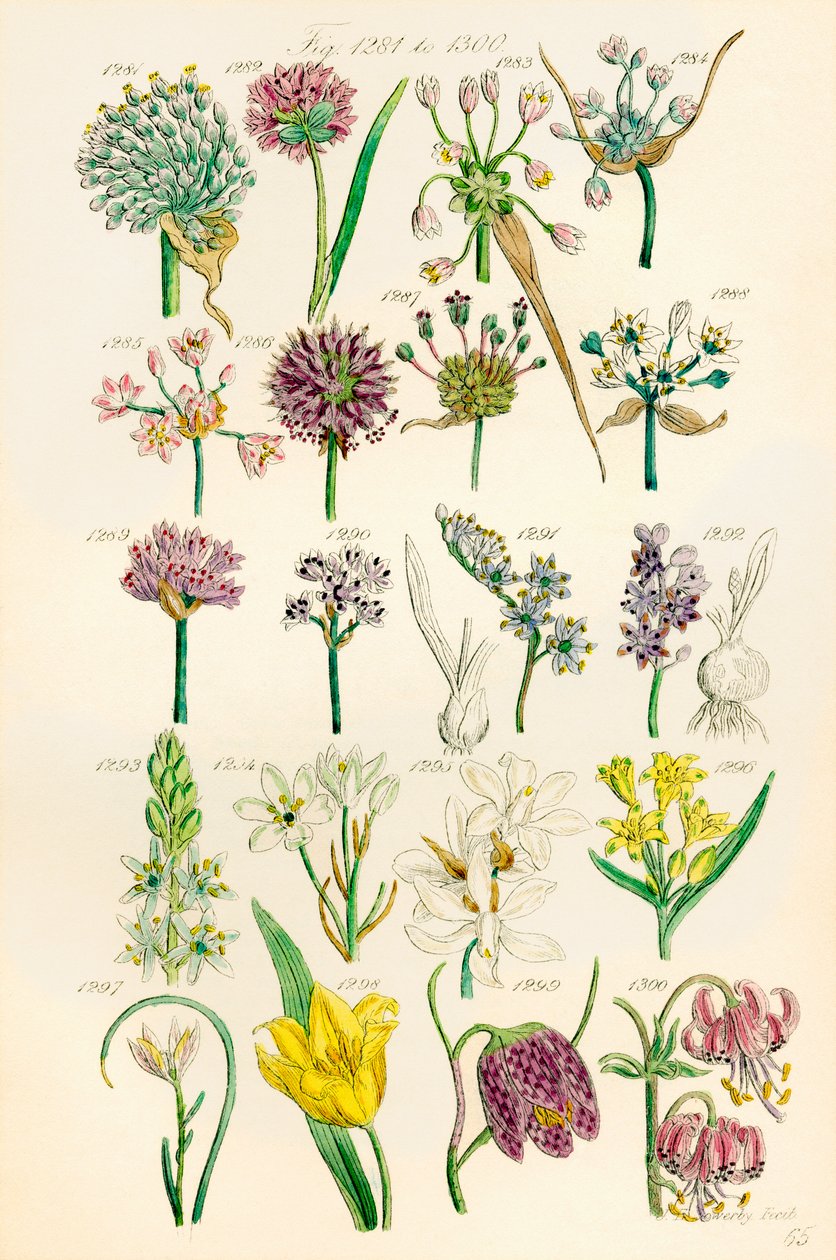 Strona kolorowych ilustracji z British Wild Flowers po pracy J.E. Sowerby
