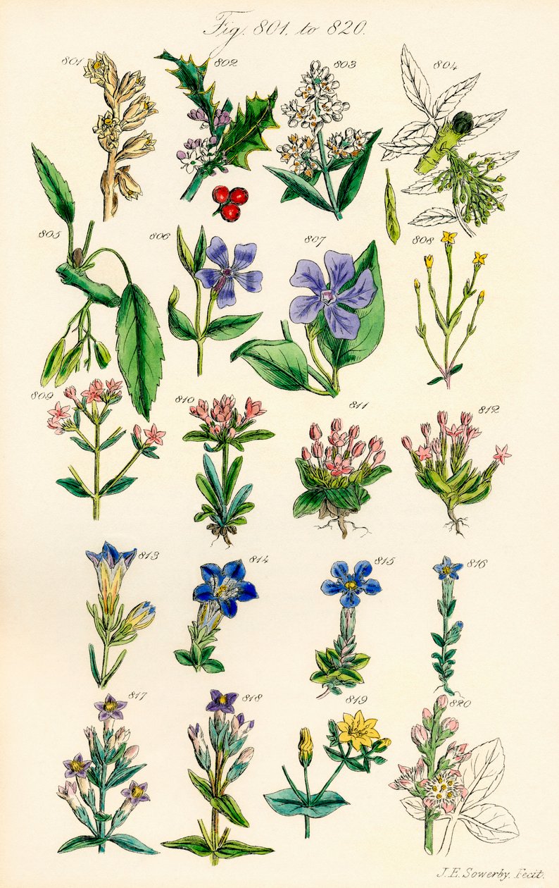 Strona kolorowych ilustracji z British Wild Flowers po pracy J.E. Sowerby