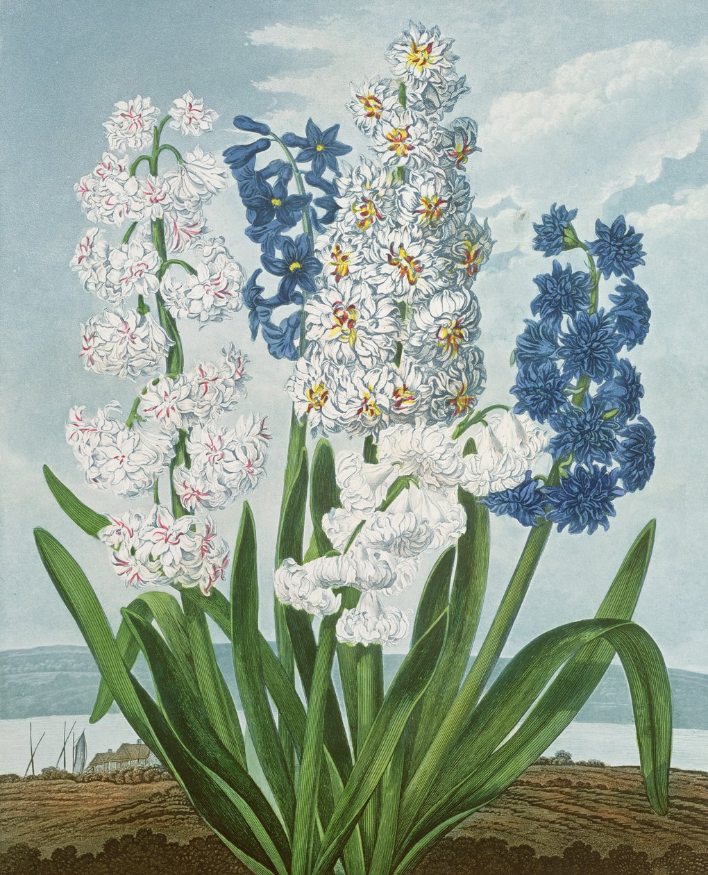 Hiacynty, grawerowane przez Warnera, ze „Świątyni Flory” Roberta Thorntona, wyd. 1801 autorstwa J. Edwards