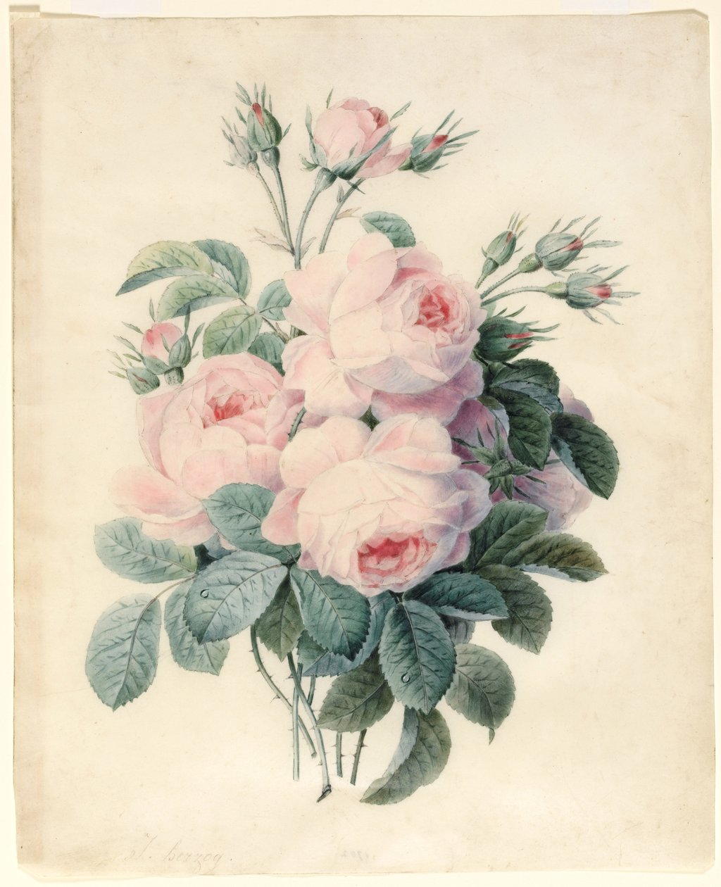 Spray of Centifolia Roses (wc nad grafitowym konturem na papierze welinowym) autorstwa J. Herzog