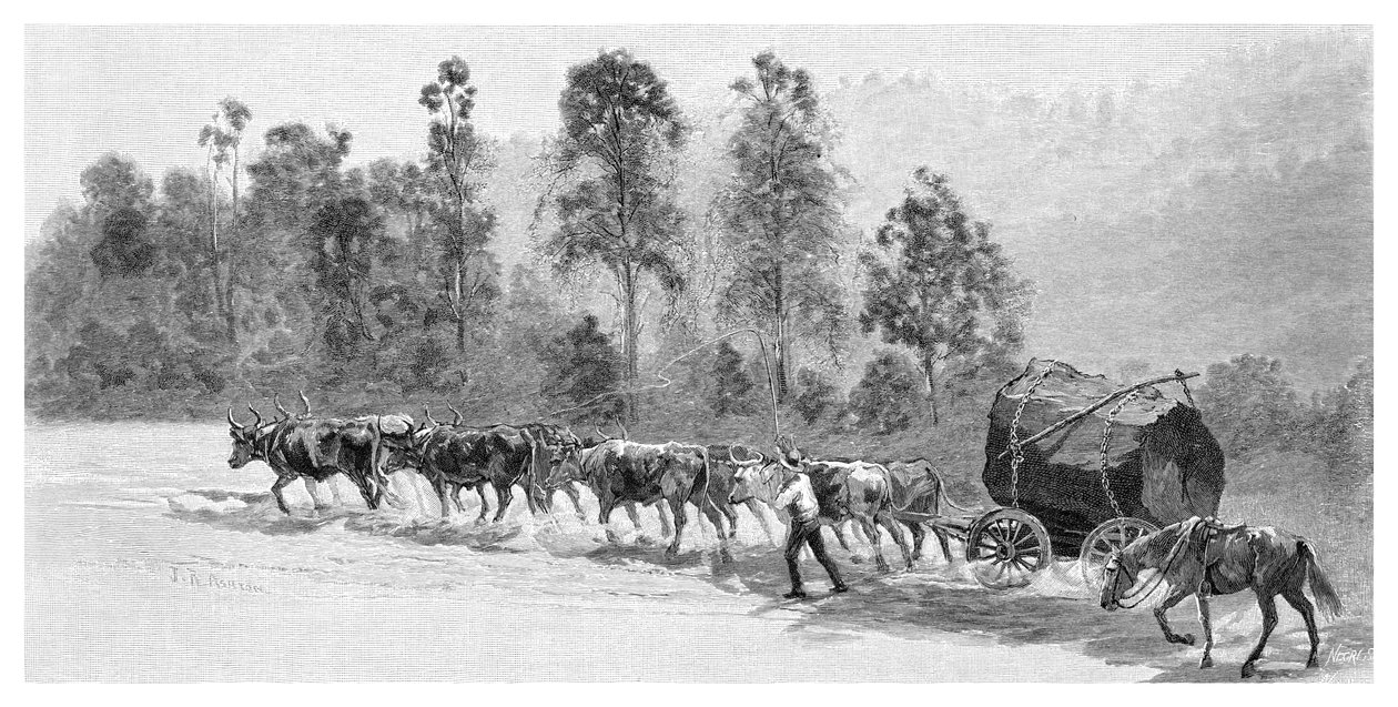 Zdobywanie cedrów na rzece Richmond, Nowa Południowa Walia, Australia, 1886. autorstwa J. R. Ashton