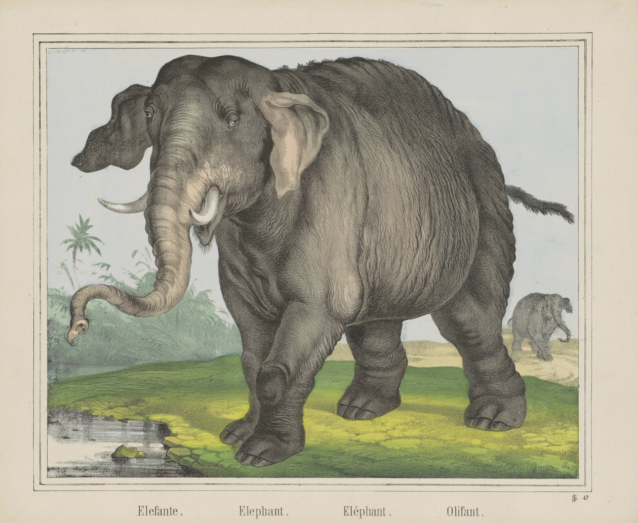 Słoń. / Słoń. / Słoń. / Olifant (tytuł na obiekcie) autorstwa J. Scotti