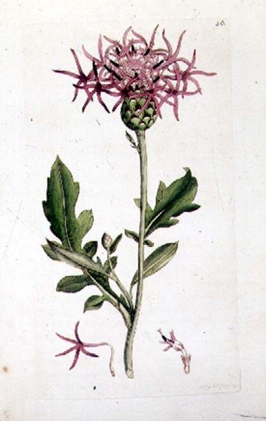 Knapweed wielki, z tomu pubu "Angielska Botanika". 1790-1814 (grawerowanie ręcznie kolorowane) autorstwa J. and Smith J.E. Sowerby