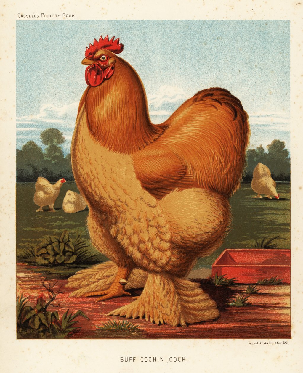 Buff Cochin kogut autorstwa J. W. (after) Ludlow
