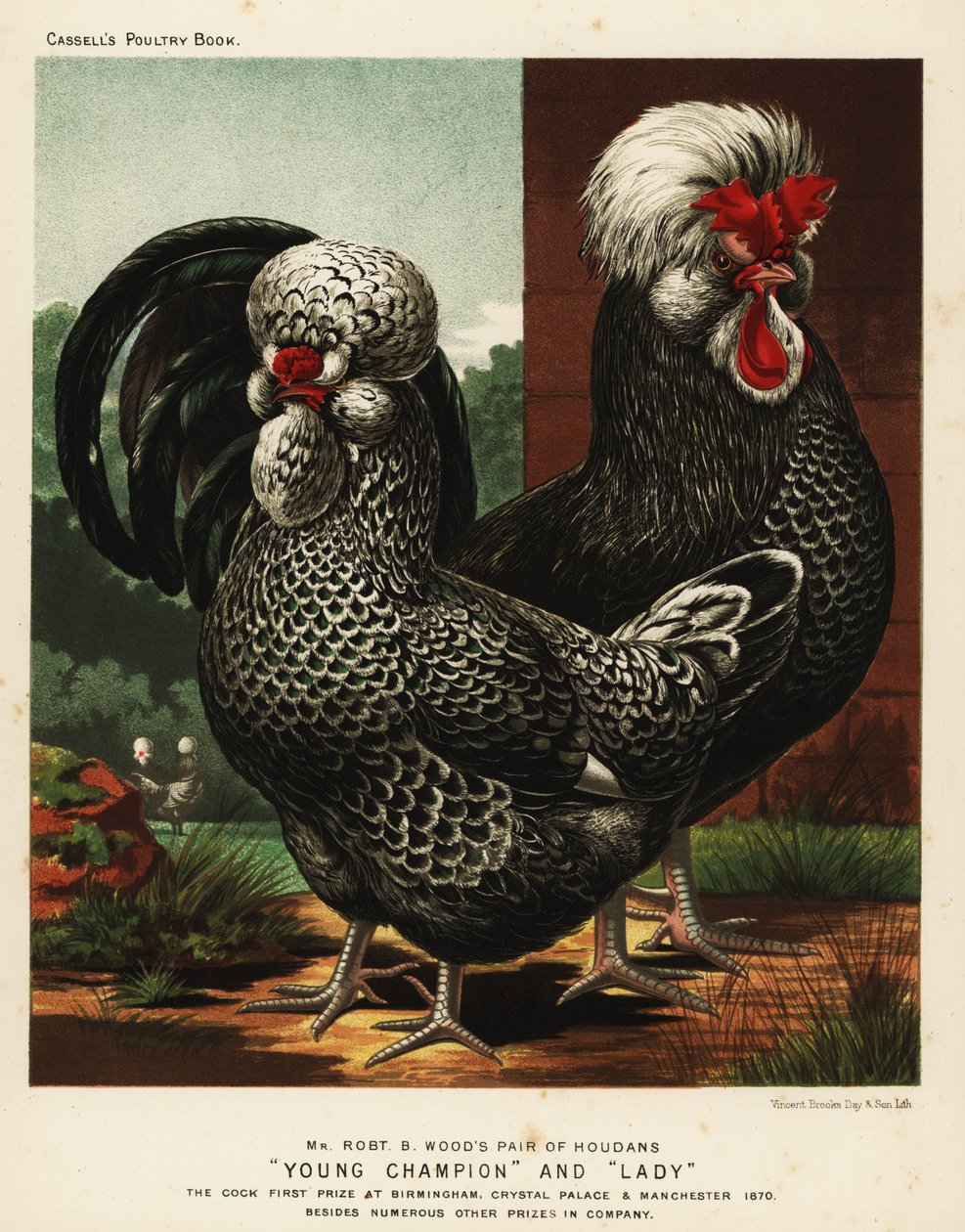 Houdan lub Poule de Houdan kogut i kura autorstwa J. W. (after) Ludlow