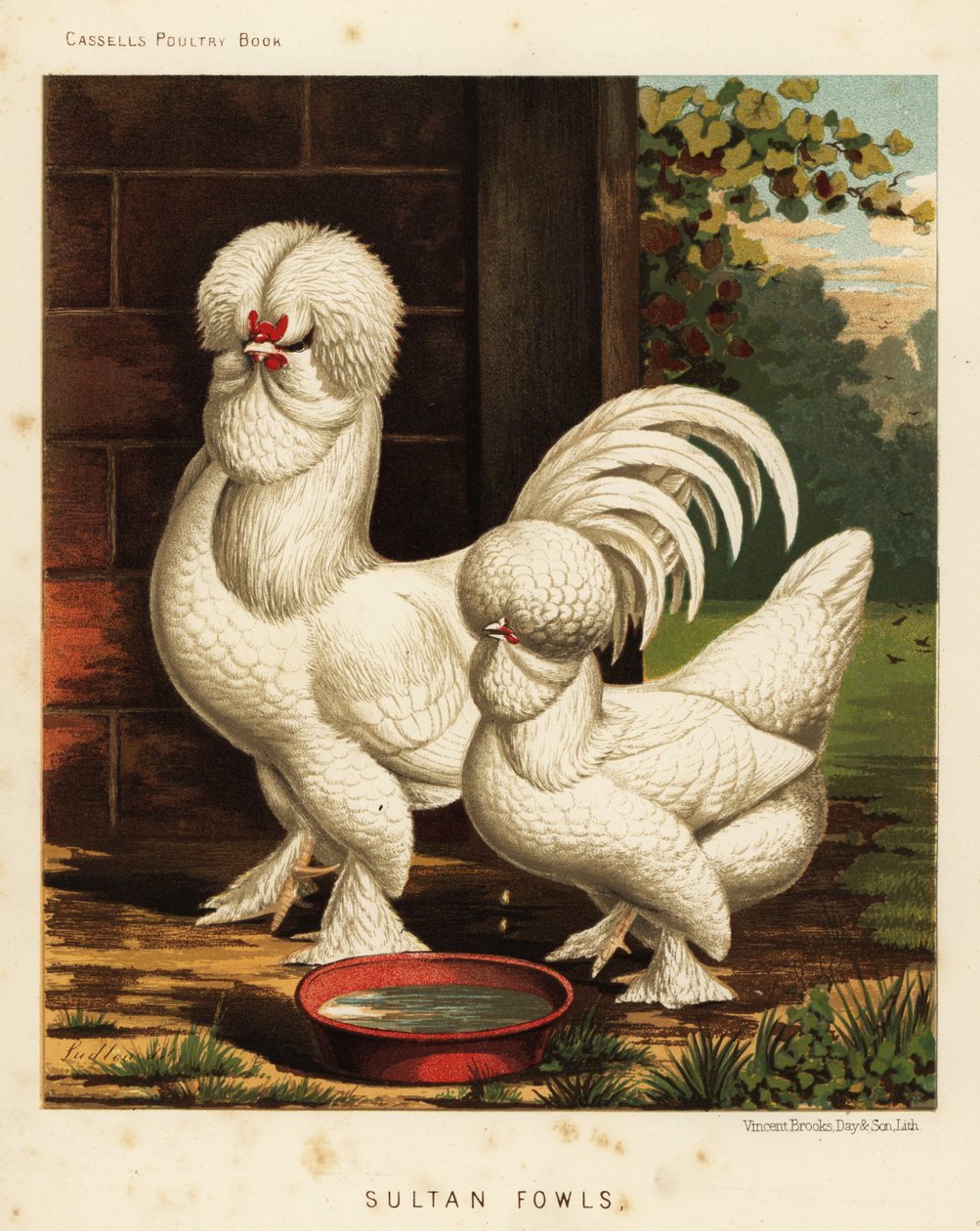 Ptactwo sułtańskie, kogut domowy Gallus autorstwa J. W. (after) Ludlow