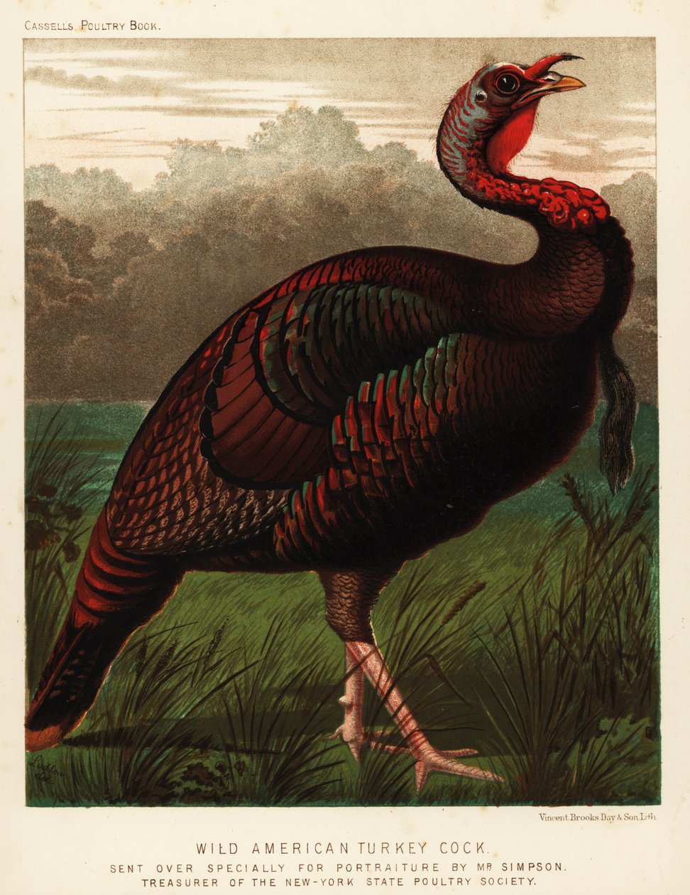 Dziki indyk amerykański, Meleagris gallopavo autorstwa J. W. (after) Ludlow