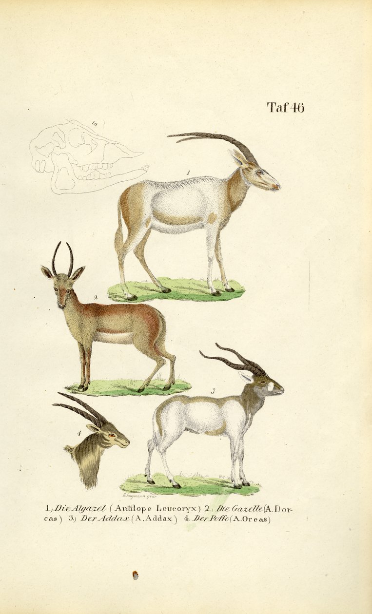  autorstwa J. W. Tenhaeff