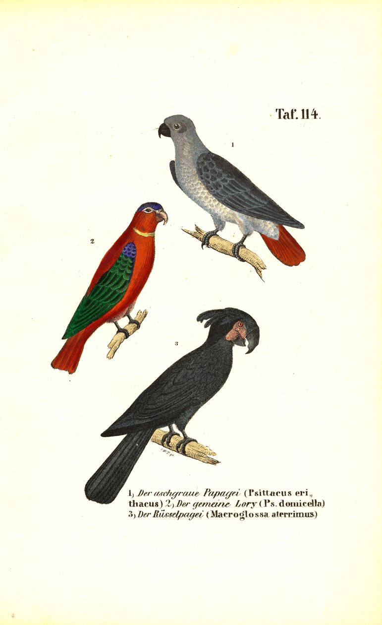  autorstwa J. W. Tenhaeff