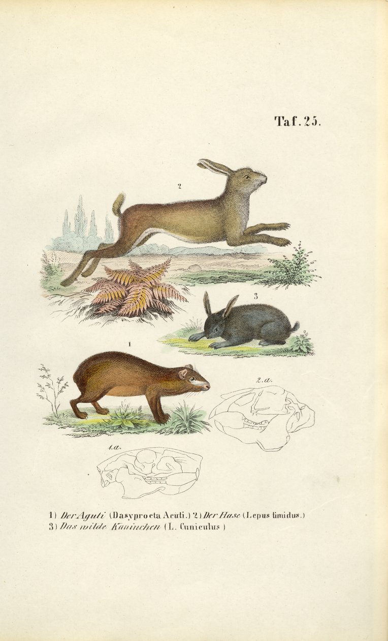  autorstwa J. W. Tenhaeff