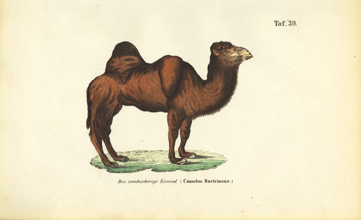  autorstwa J. W. Tenhaeff
