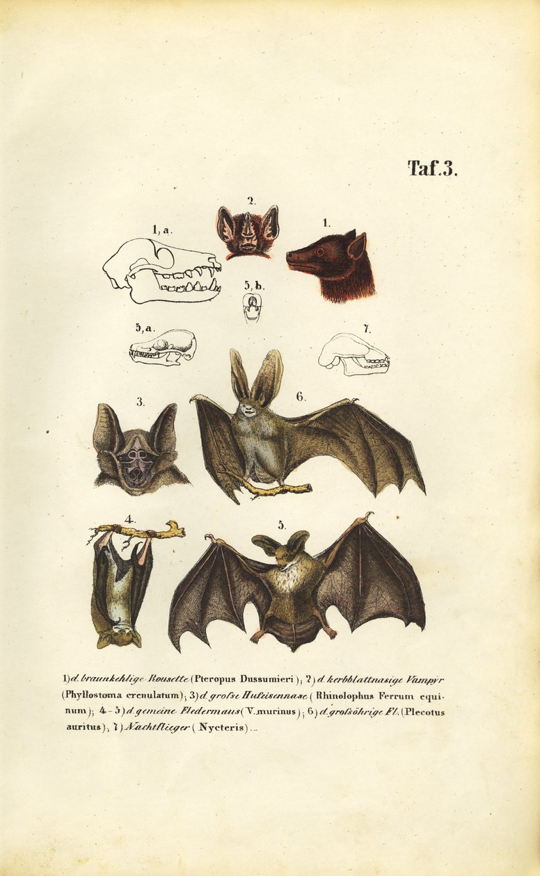  autorstwa J. W. Tenhaeff