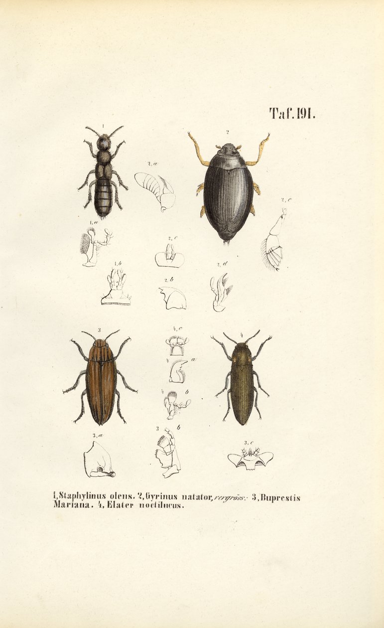  autorstwa J. W. Tenhaeff