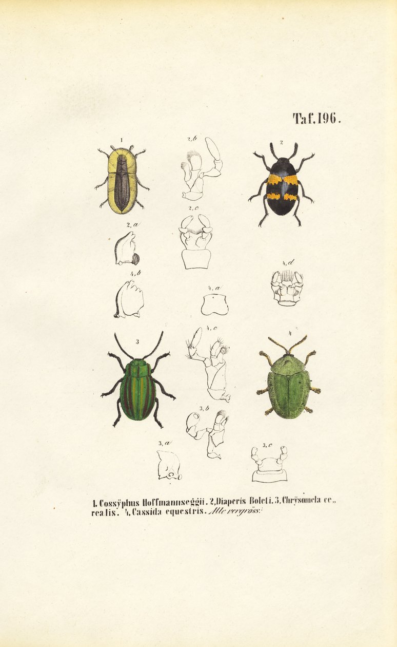  autorstwa J. W. Tenhaeff