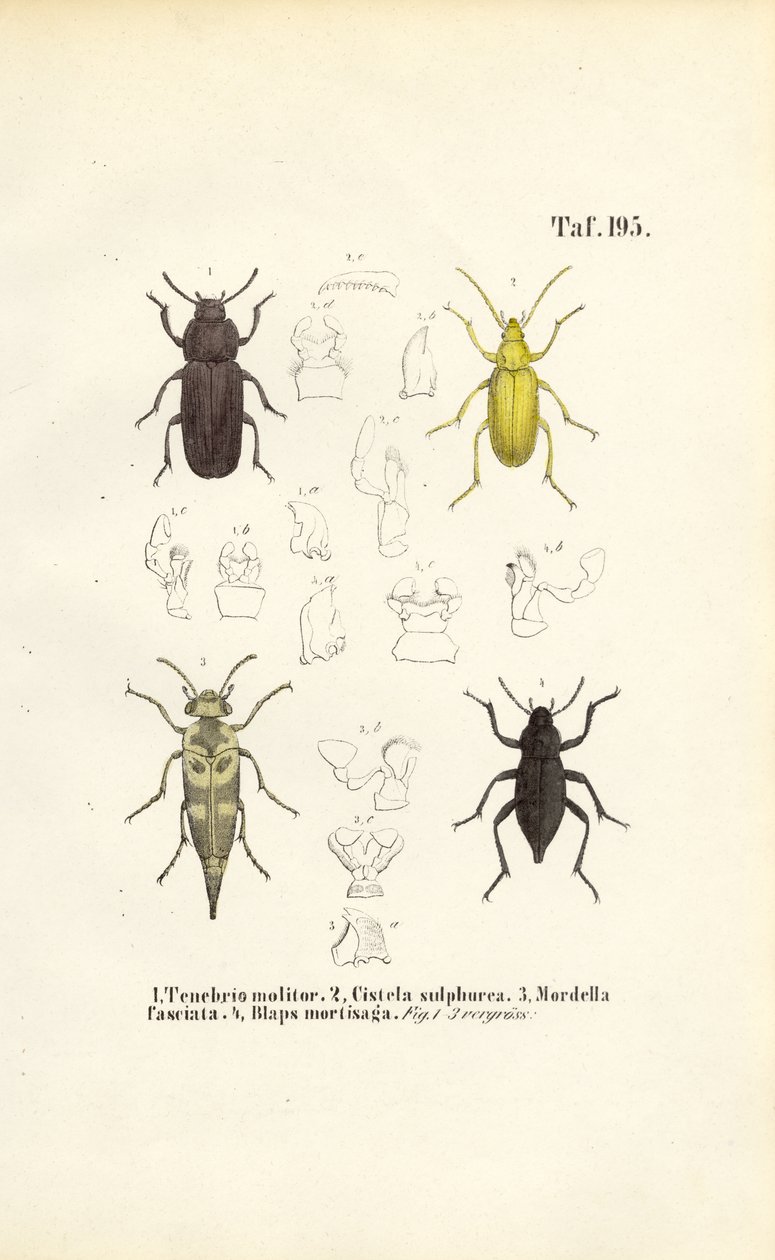  autorstwa J. W. Tenhaeff