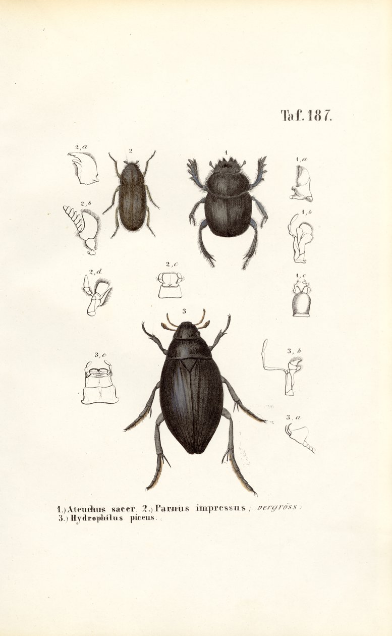 Chrząszcze z rodzin Scarabaeidae i Hydrophilidae ze szczegółami anatomicznymi autorstwa J. W. Tenhaeff